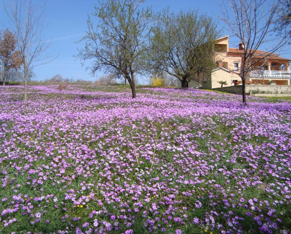 Apartments Alice Green Oasis - Poreč Kamer foto
